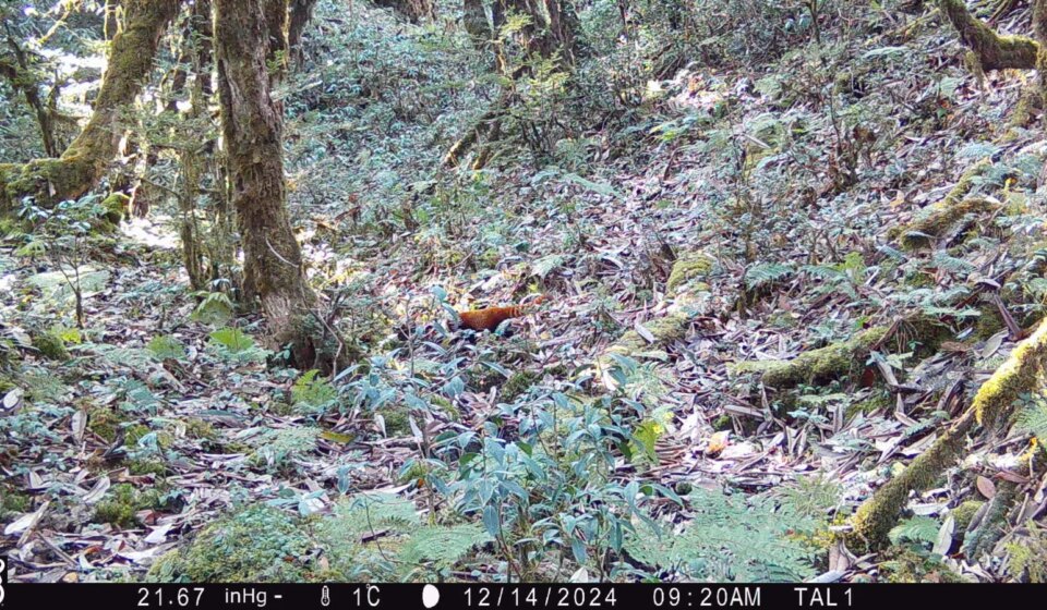 Groundbreaking Arunachal Takin Hunt Reveals New Red Panda Haven