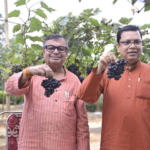 Tripura to Trial 18 Grape Varieties After Promising Success