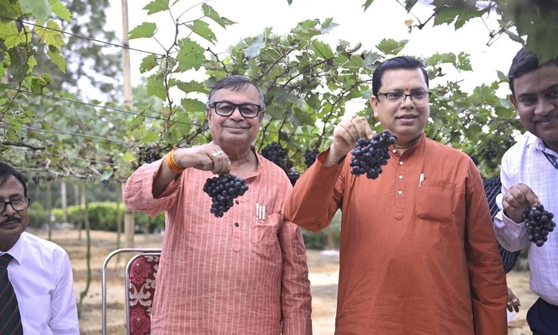 Tripura to Trial 18 Grape Varieties After Promising Success