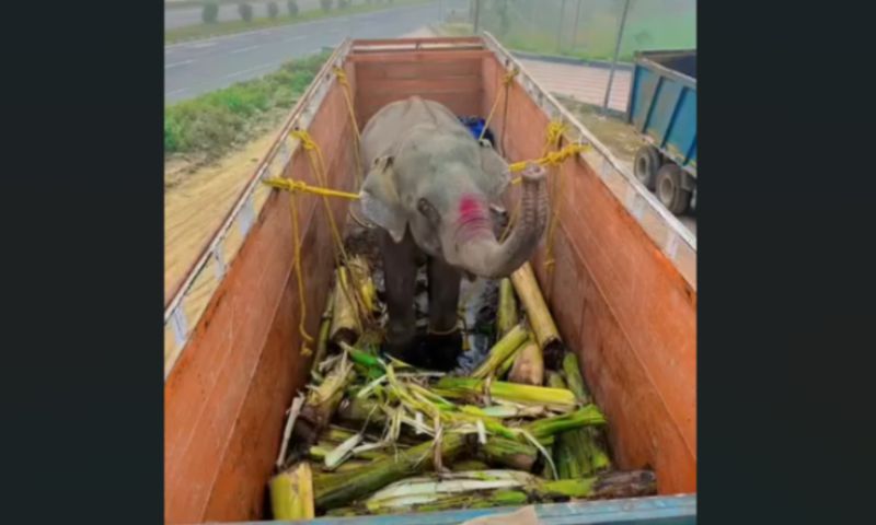 Assam's Mohan Illegally Moved to Jaipur with Forged Papers — CWLW