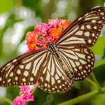 Remarkable Assam Butterfly Walk at Garbhanga Records 31 Species