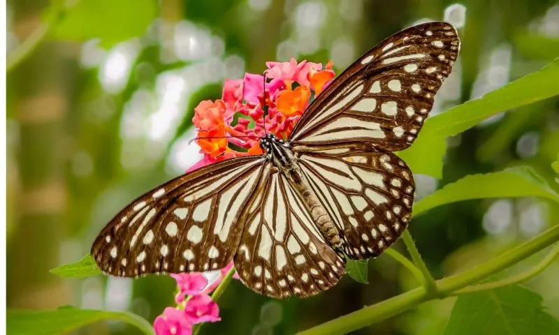 Remarkable Assam Butterfly Walk at Garbhanga Records 31 Species