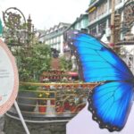 Not Blue Duke: Butterfly Society Condemns 'Unacceptable' Mis-ID