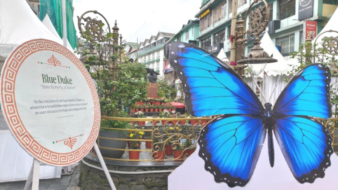 Not Blue Duke: Butterfly Society Condemns 'Unacceptable' Mis-ID