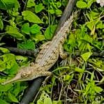 Remarkable Juvenile Gharial Sighting Signals Assam’s Ecosystem Revival