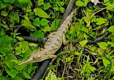 Remarkable Juvenile Gharial Sighting Signals Assam’s Ecosystem Revival