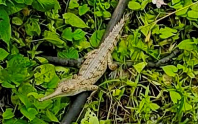 Remarkable Juvenile Gharial Sighting Signals Assam’s Ecosystem Revival
