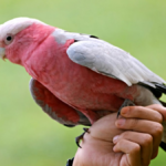 Surprising New Study: Masturbation Common in Birds & Animals