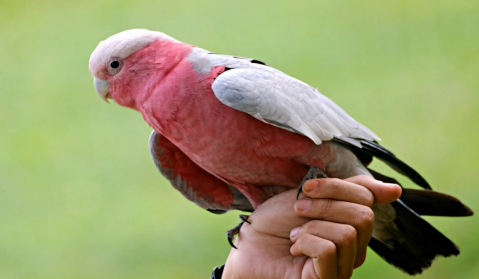Surprising New Study: Masturbation Common in Birds & Animals