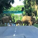 Urgent: Kaziranga Highway Movement Curbs Amid Rising Flood Risk