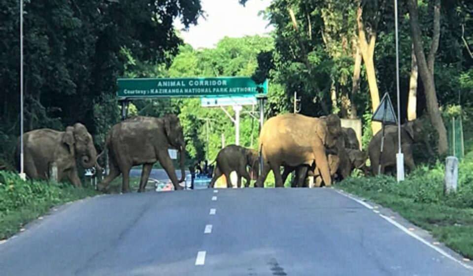 Urgent: Kaziranga Highway Movement Curbs Amid Rising Flood Risk