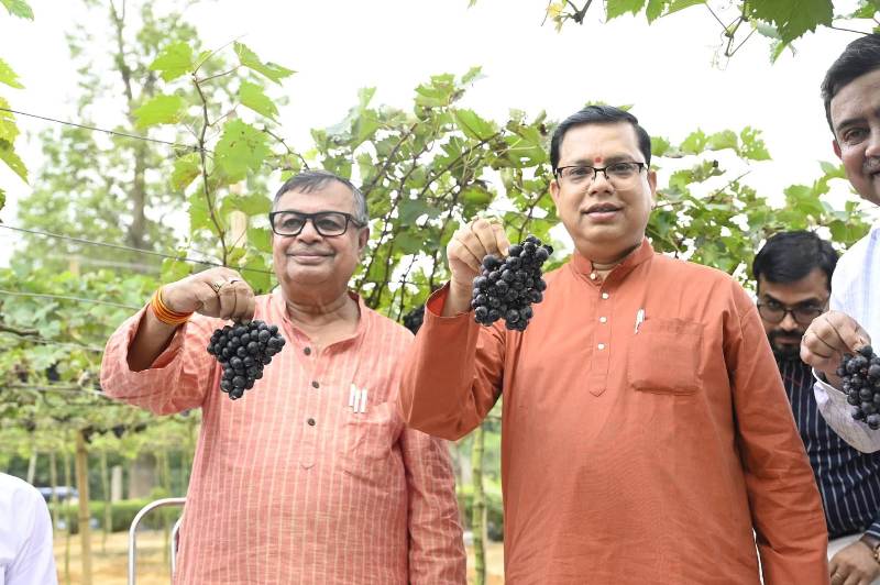 Tripura Boosts Grape Cultivation with Trials of 18 Varieties