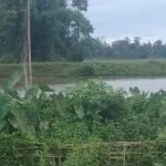 Shocking Death of Elephant in Tinsukia Paddy Field — Probe Launched