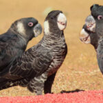 Alarming Study: Pesticides in 80% of Australian Cockatoo Seeds