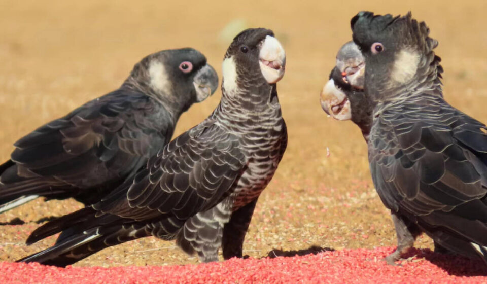 Alarming Study: Pesticides in 80% of Australian Cockatoo Seeds