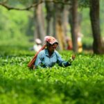 Tripura Tea to Secure Rs 726 Crore in Game-Changing MoU Deals