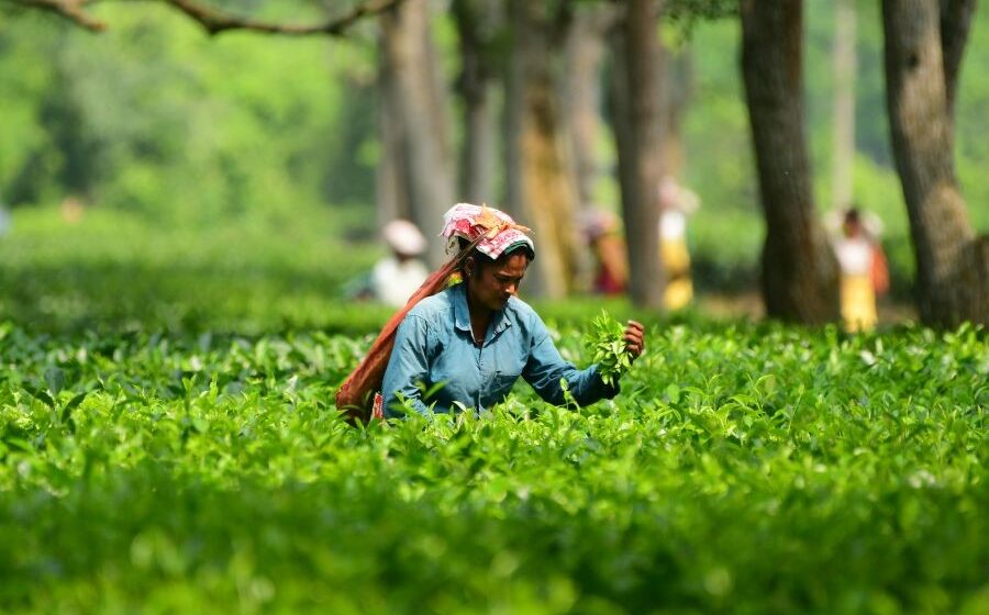Tripura Tea to Secure Rs 726 Crore in Game-Changing MoU Deals