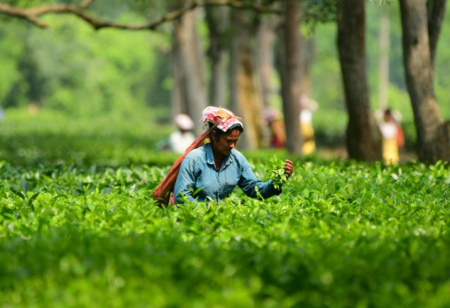 Tripura Tea to Secure Rs 726 Crore in Game-Changing MoU Deals