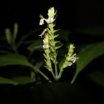 Assam's Rare Plant Rediscovered After 180 Years — Stunning Find