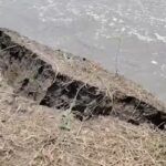 Brahmaputra Erosion Sparks Goalpara Crisis; Farmers Harvest Jute Early