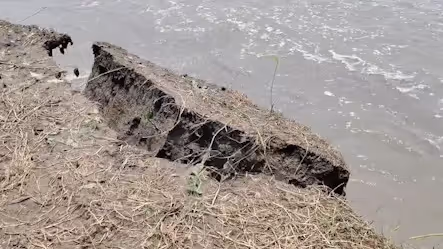 Brahmaputra Erosion Sparks Goalpara Crisis; Farmers Harvest Jute Early