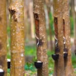 Mizoram's Ambitious Phase II: 2,649 ha Under CM's Rubber Mission