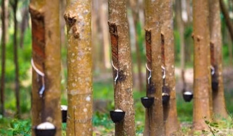Mizoram's Ambitious Phase II: 2,649 ha Under CM's Rubber Mission