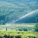 Assam's Rs 4,000 crore pressurised irrigation overhaul — 5-year boost