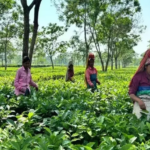 Assam's Game-Changing Bill Lets Tea Gardens Use 5% Land