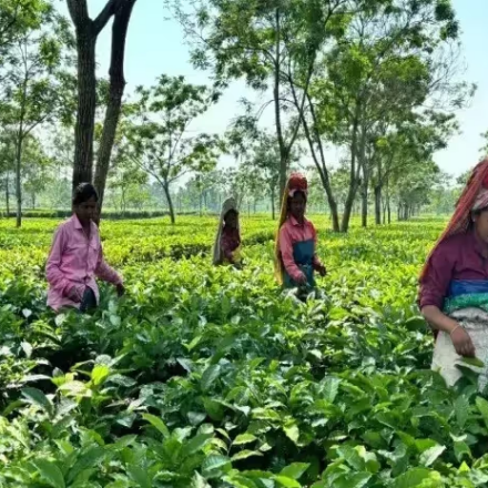 Assam's Game-Changing Bill Lets Tea Gardens Use 5% Land