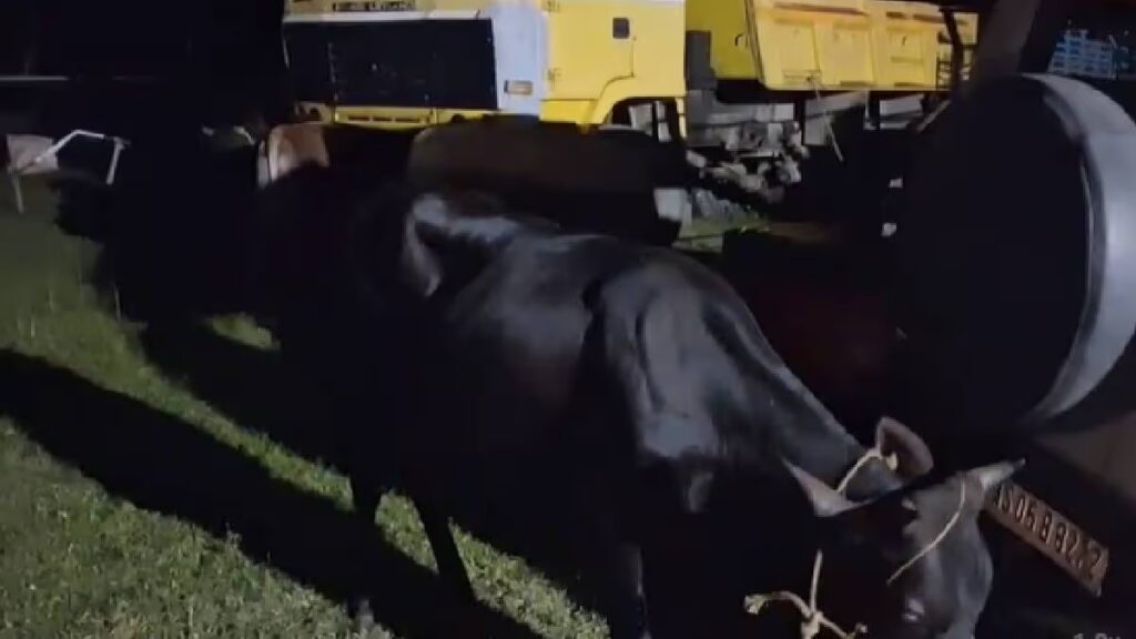 Kamrup Police Bust Cattle Smuggling Ring — 3 Arrested, 16 Seized