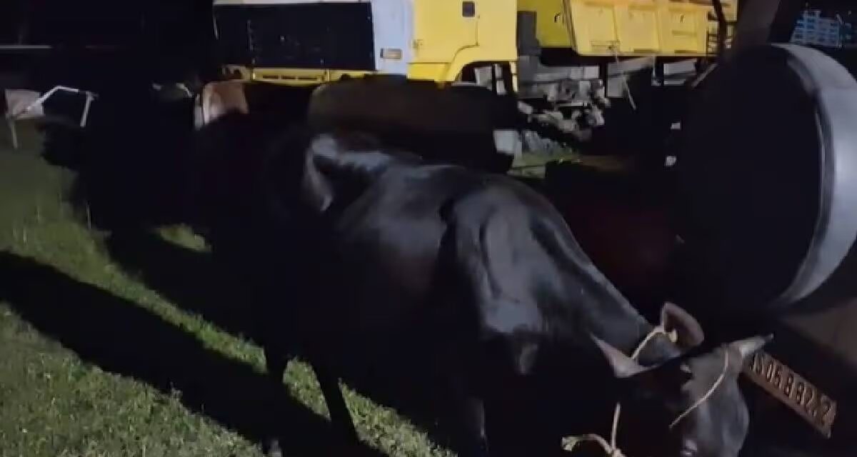 Kamrup Police Bust Cattle Smuggling Ring — 3 Arrested, 16 Seized