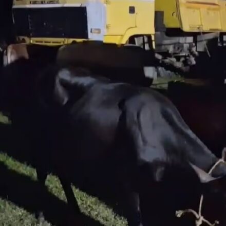 Kamrup Police Bust Cattle Smuggling Ring — 3 Arrested, 16 Seized