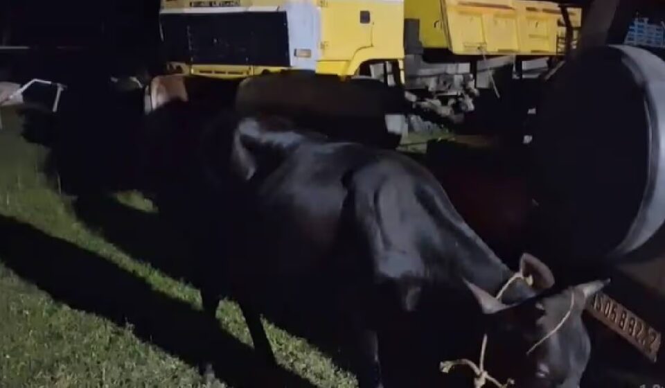 Kamrup Police Bust Cattle Smuggling Ring — 3 Arrested, 16 Seized