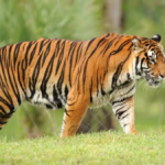 Assam CM Hails Tiger Conservation Success on International Tiger Day