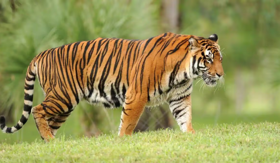 Assam CM Hails Tiger Conservation Success on International Tiger Day