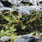 Assam Alert: Unused Geo-Bags in Palasbari Threaten Riverbanks