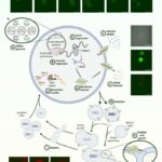 Breakthrough: Synthetic Cell That Feeds, Grows, Divides & Evolves