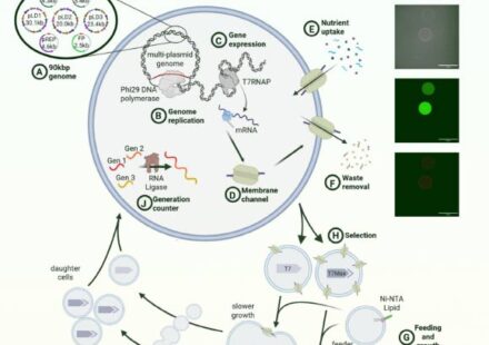 Breakthrough: Synthetic Cell That Feeds, Grows, Divides & Evolves