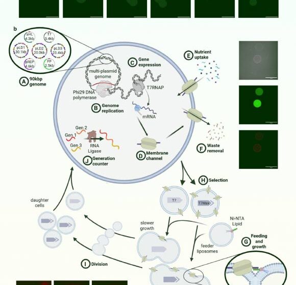 Breakthrough: Synthetic Cell That Feeds, Grows, Divides & Evolves
