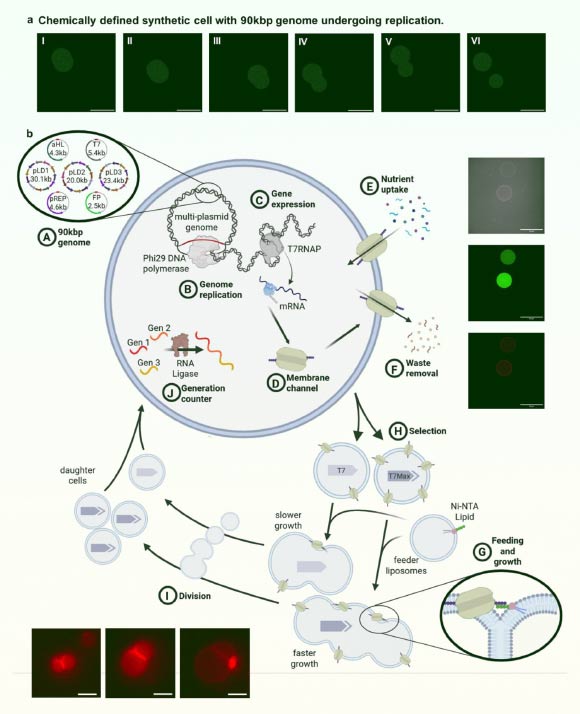 Breakthrough: Synthetic Cell That Feeds, Grows, Divides & Evolves