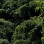 Shocking CAG Report: Green India Mission Missed Forest Targets by 98%