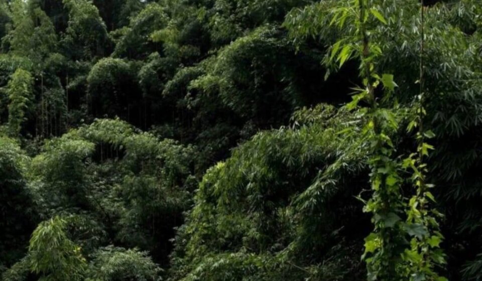 Shocking CAG Report: Green India Mission Missed Forest Targets by 98%