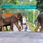 Assam CM: 10-km ESZ Around Kaziranga Threatens Kaliabor, Jakhalabandha