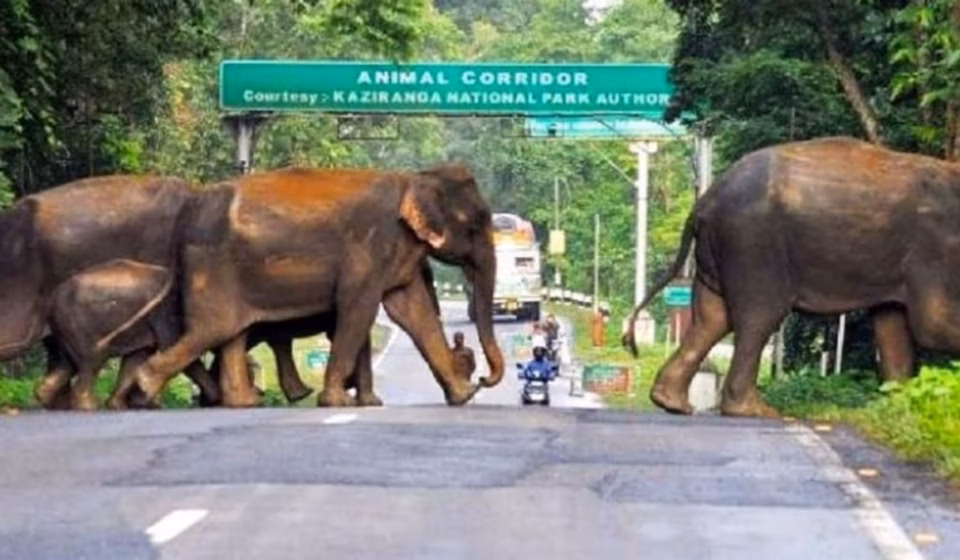 Assam CM: 10-km ESZ Around Kaziranga Threatens Kaliabor, Jakhalabandha