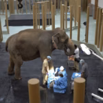 Vantara Unveils 3 Assam Wildlife Rescue Centres with Elephant Care