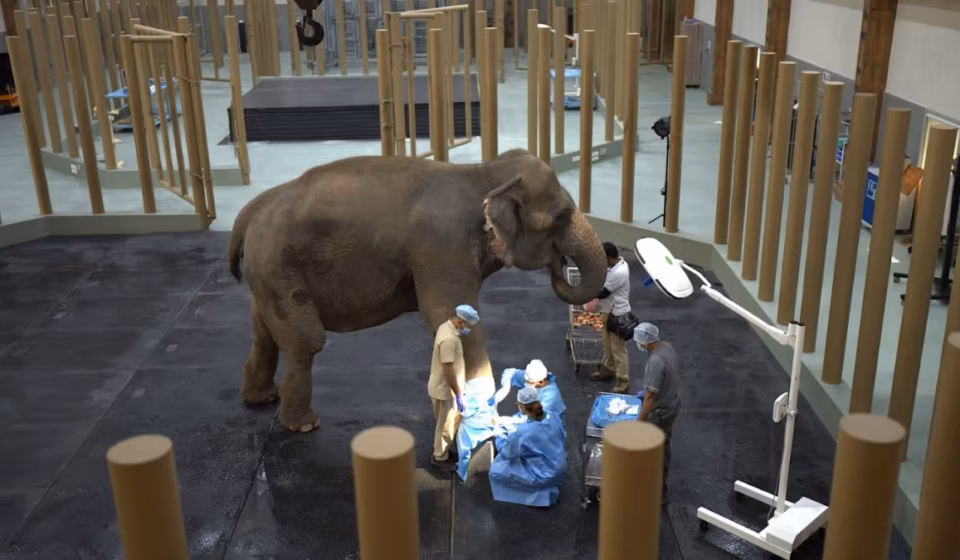 Vantara Unveils 3 Assam Wildlife Rescue Centres with Elephant Care