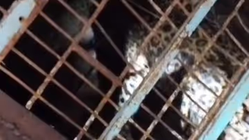 Assam Leopard Captured in Tingkhong After 18 Months of Livestock Raids