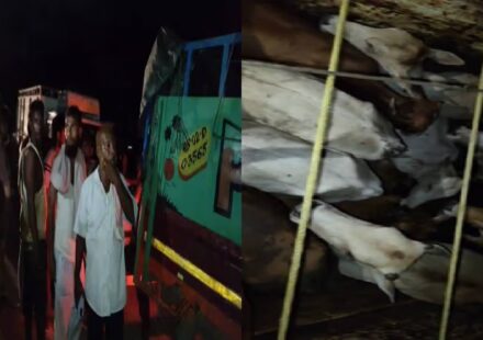 Assam Late-Night Raid in Nagaon: 65 Cattle-Laden Vehicles Seized