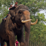 Long Before Modern Conservation: India's Surprising Elephant Studies